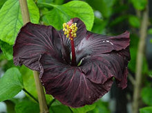 Hibiscus Hibiscus Rosa-Sinensis Rare Pink Gray Purple Seeds valued for decorative Landscaping