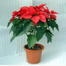Poinsettia Red Euphorbia Pulcherrima Seeds for growers seeking a long-blooming display