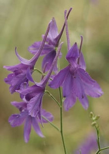 Larkspur Delphinium Consolida Seeds for reliable seasonal color