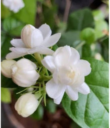 Jasmine seeds for indoor plants and perennial flower gardens