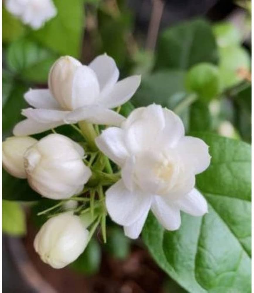 Jasmine seeds for indoor plants and perennial flower gardens