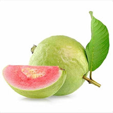 Guava Seeds (Psidium guajava) for growers planting the tropical gardens and home orchards
