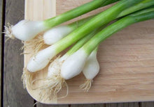 Bianca Di Maggio Onion Seeds (Allium cepa) for a fresh homegrown crop from the kitchen garden and seasonal planting