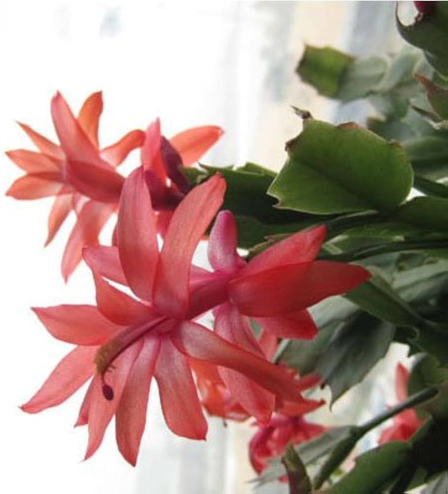 Zygocactus Schlumbergera Truncata Rainbow Flower Seeds for Planting – Rare Succulent for Indoor Pots and Decorative Planting
