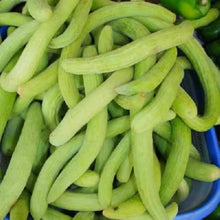 Melon Nasoloda Cucumis Melo Seeds for a reliable harvest in the Vegetable Patch & Home Garden