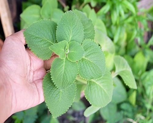 Green Oregano Cuban Plants for cooks growing their own fresh herbs