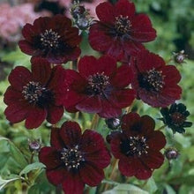 Chocolate Cosmos Seeds for growers seeking a long-blooming display