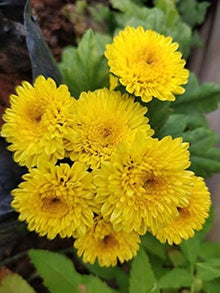 Chrysanthemum Seeds for gardeners building out beds and borders