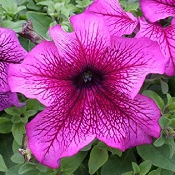 Petunia Grandiflora Prism Plum Sundae Seeds known for seasonal Displays