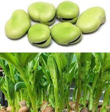Fava Bean Seeds known for vegetable Edible Landscaping