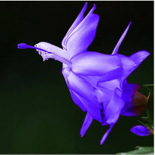Schlumbergera Zygocactus Rare Seeds for reliable seasonal color