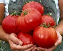 Plant Seeds (Beefsteak tomato) for a fresh homegrown crop from the kitchen garden or grow bags