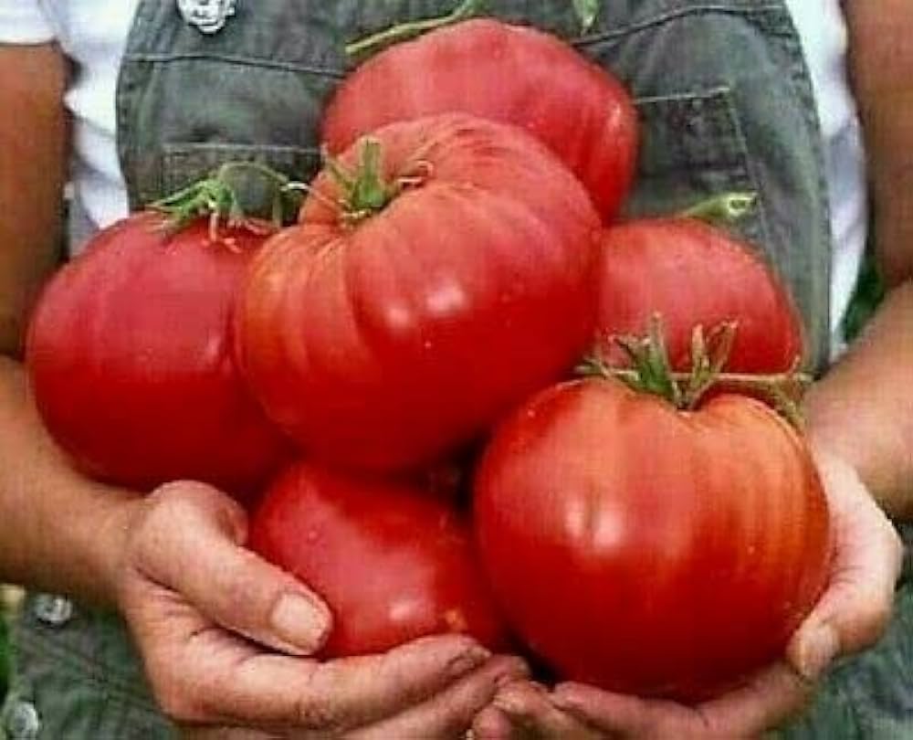 Beef Tomato (Solanum lycopersicum) Light Gray for outdoor greenhouse planting