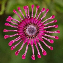 Osteospermum Seeds for a bright addition to the Potted Flower Garden