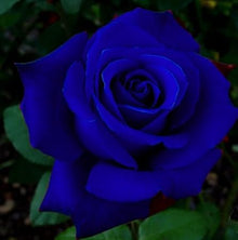 Rose Rosa Hybrida Holland Luminous Seeds for a lasting display in the Garden Home Landscaping