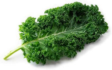 Collards Champion Seeds (Brassica oleracea) for a colorful addition to any planting
