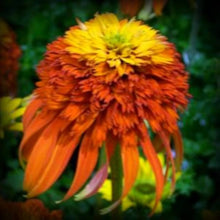 Dragon Wart Coneflower for planting