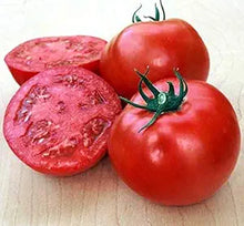 Ball (Beefsteak Hybrid Tomato Solanum lycopersicum vegetable) for planting in garden