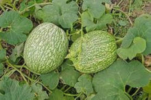 Shark Fin Melon Seeds (Cucumis melo) for a reliable harvest in the Vegetable Patch