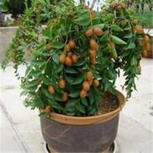 Taiwan Big Jujube Seeds for a homegrown harvest from the Bonsai & Fruit Garden