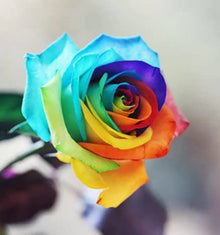 Rose Rosa Hybrida Mixed Color Seeds for colorful blooms in the Romantic Backyard Garden