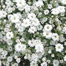 Red Babys' Atem Gypsophila Elegans Seeds for a lasting display in the Delicate, Airy Blooms in the Garden