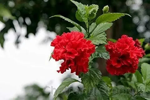 Hibiscus Flower Purple Easy Grow Plant - for planting in home garden