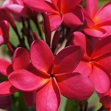 Plumeria Seeds (Plumeria spp.) for colorful blooms in the Tropical Garden & Landscape