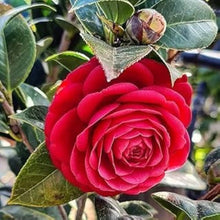 Red camellia flower seeds