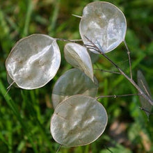 Mix Honesty Lunaria Biennis Seeds for growers filling out the Flower Bed & Wildflower Garden