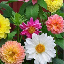 Dahlia Unwins Mix Seeds for a colorful addition to any planting