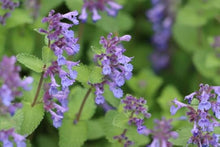 Japanese Catnip Herb Seeds â€“ Purple Flowered Medicinal & Pet Herb
