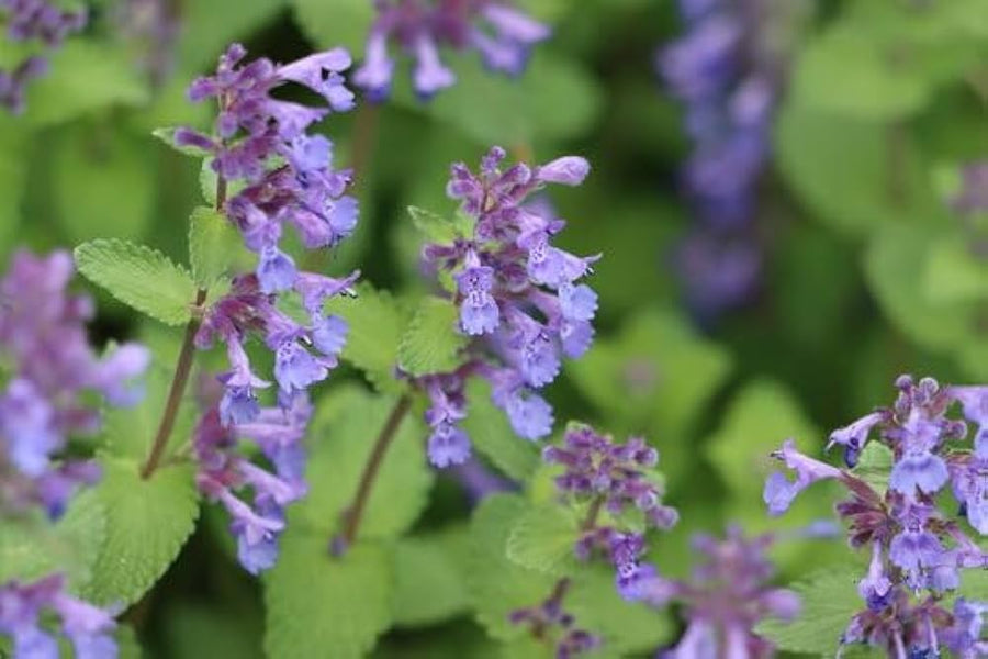 Japanese Catnip Herb Seeds â€“ Purple Flowered Medicinal & Pet Herb