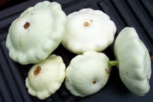 Heirloom Early White Bush Scallop Patty Pan Squash Seeds valued by growers for delicious & Tender Squash Harvests