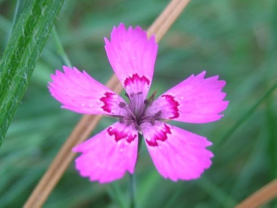 Dianthus Dianthus Deltoides Maiden Pink Flower Seeds for Planting – Low-Growing Variety for Edging and Rock Gardens