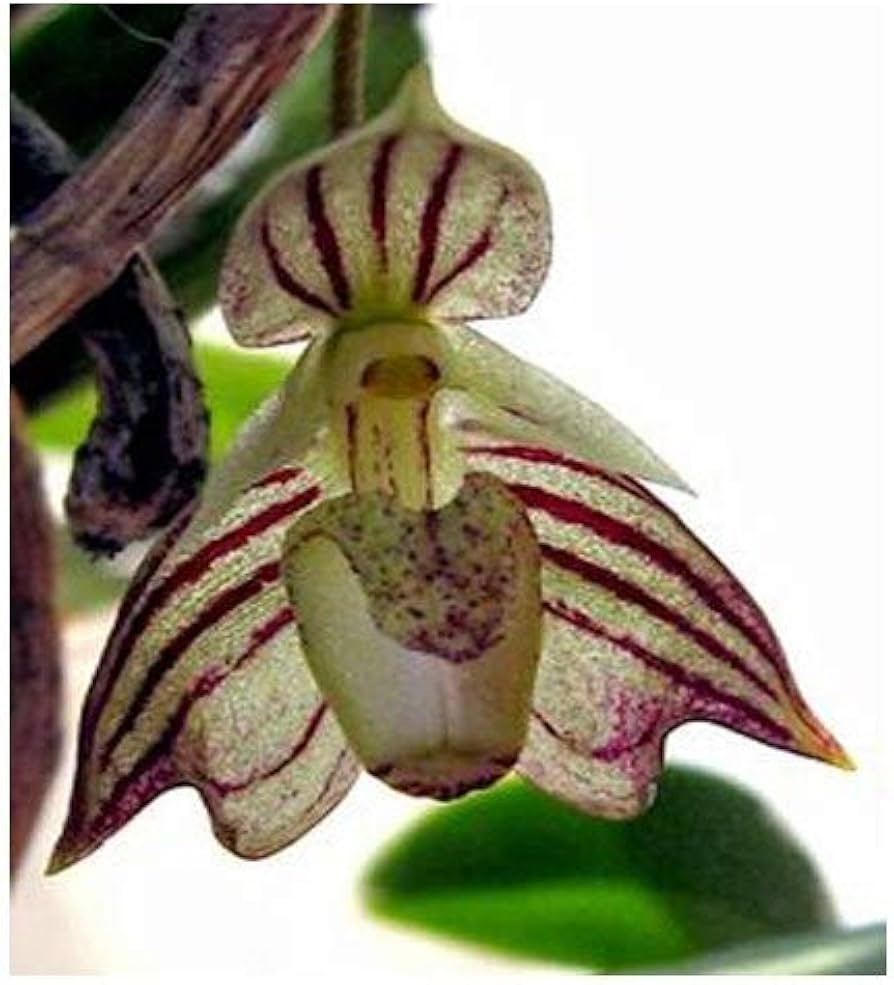 Cypripedium Slipper Orchid ��������� Cypripedium japonicum ��������� for balcony planting