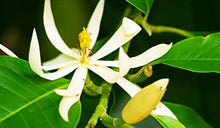 Michelia Alba Seeds for growers filling out the Flower Bed