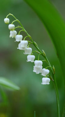 Lily of the Valley Flower Seeds  Fragrant Perennial Garden Plant for Home Gardening