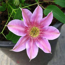 Clematis Josephine Seeds for reliable seasonal color