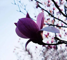 Purple Yula Magnolia Seeds valued for rare Blooming Trees