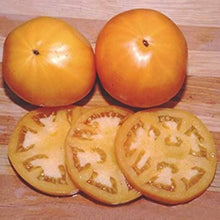 Tomato Seeds (Solanum lycopersicum) for growers stocking the Persimmon Variety in Kitchen Garden