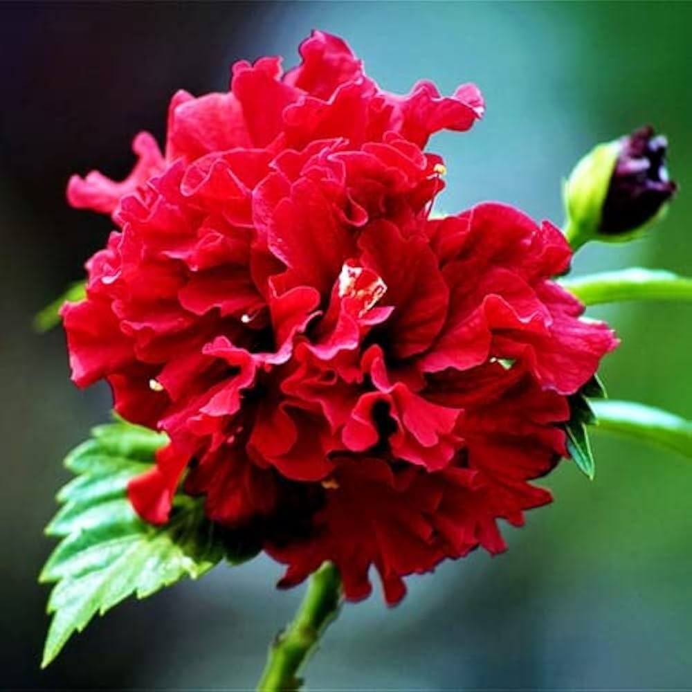 Double Petal Hibiscus Hibiscus Rosa-Sinensis Flower Seeds for Planting in Home Garden and Ornamental Borders - for planting in home garden