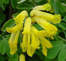 Corydalis Corydalis lutea for planting in flower bed