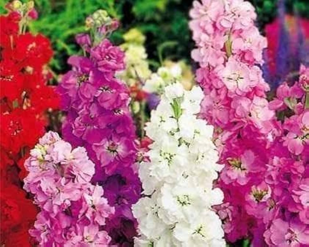 Viola flower seeds Matthiola incana for garden