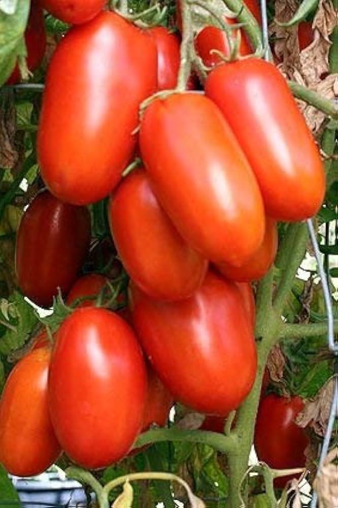 Roma (VF Tomato Solanum lycopersicum hybrid vegetable) for planting in garden