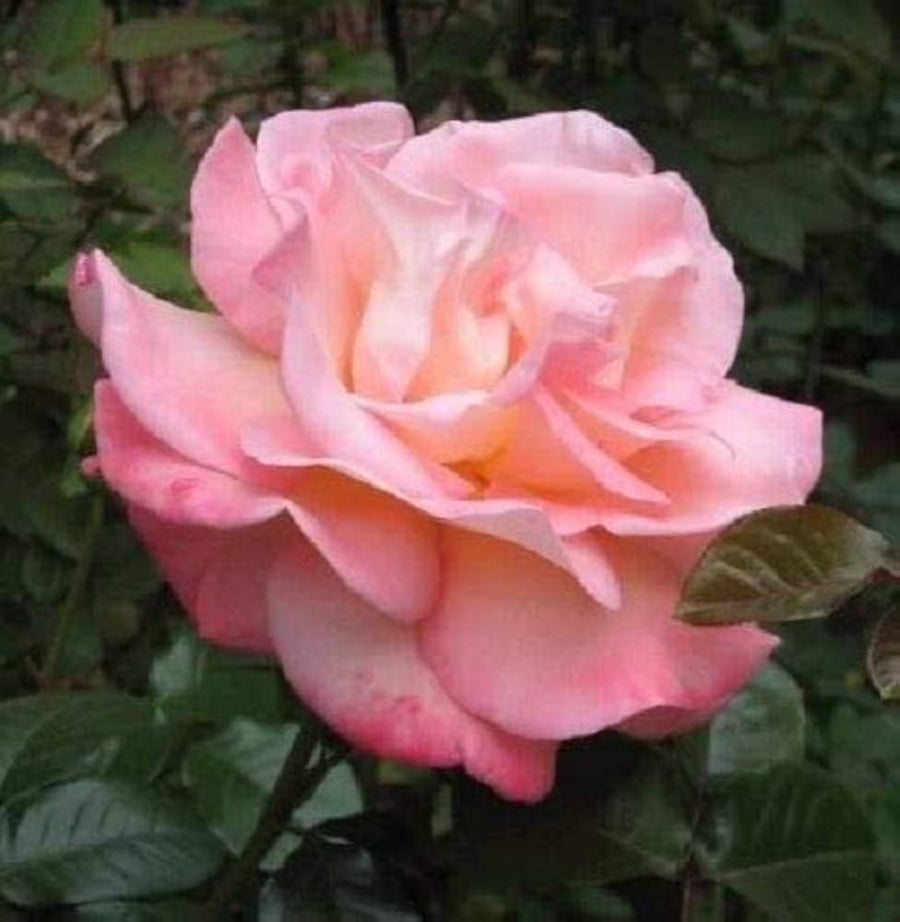 Claire Elizabeth Rose Rosa Claire Elizabeth for planting in flower border