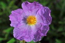 Helianthemum Seeds (Helianthemum spp.) for a lasting display in the Flower Bed