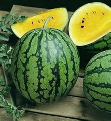 Giant watermelon seeds for growing juicy garden fruit