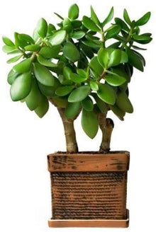 Crassula Ovata Plants (Crassula ovata) for easy-care planting in the Succulent Garden