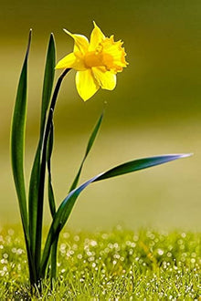 Daffodil Seeds known for home Bonsai Decoration
